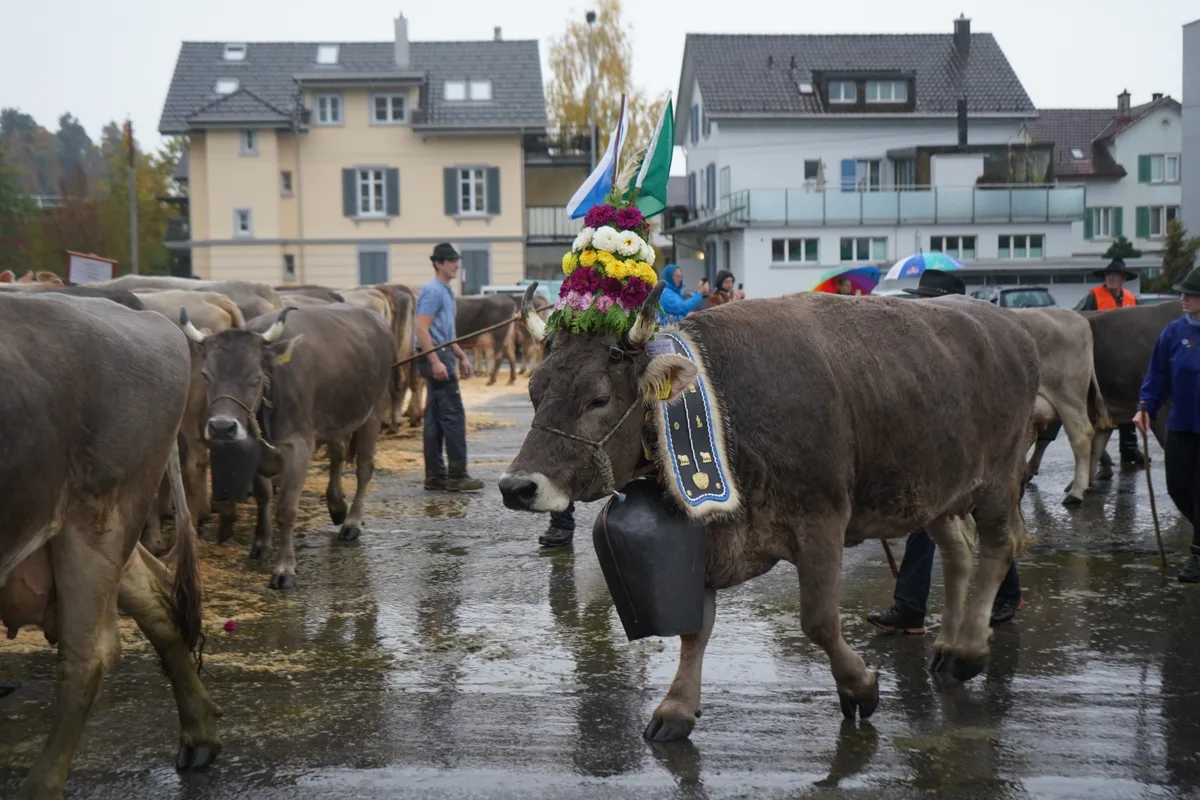 Landwirte und Kühe an der Viehschau Hinwil